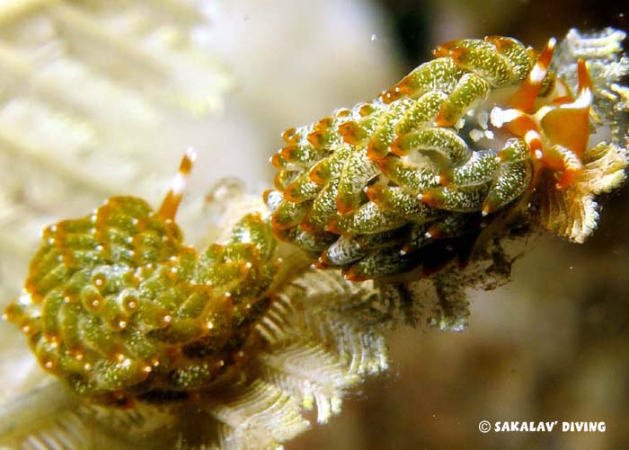 Nudibranches et planaires de Nosy Be Madagascar